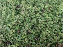 Hedera helix 'Dyinni'
