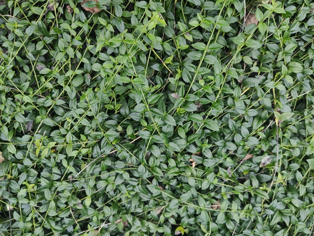 Vinca minor 'Alba'