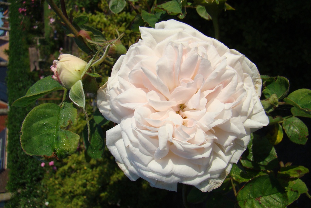 Belle de Terre Franche