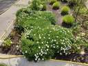 Aster dumosus 'Niobe'