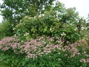 Astrantia major 'Roma'