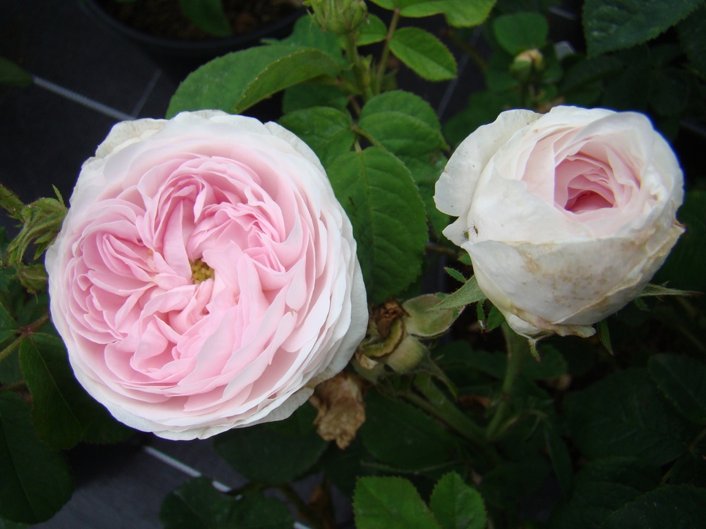 Duchesse de Montebello