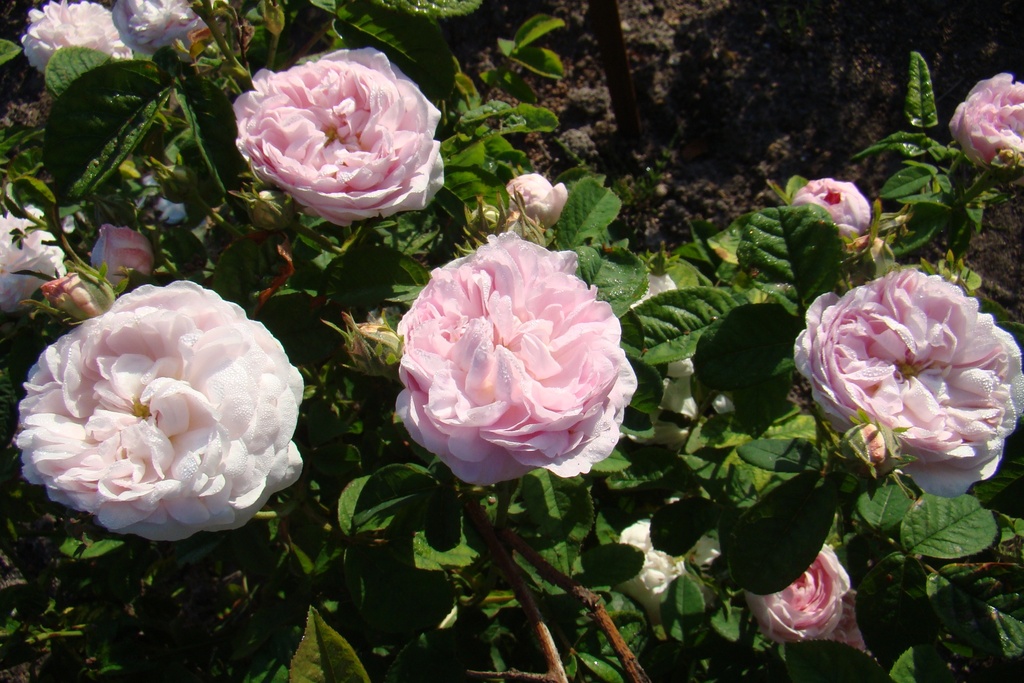 Duchesse de Montebello