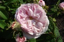 Duchesse de Montebello