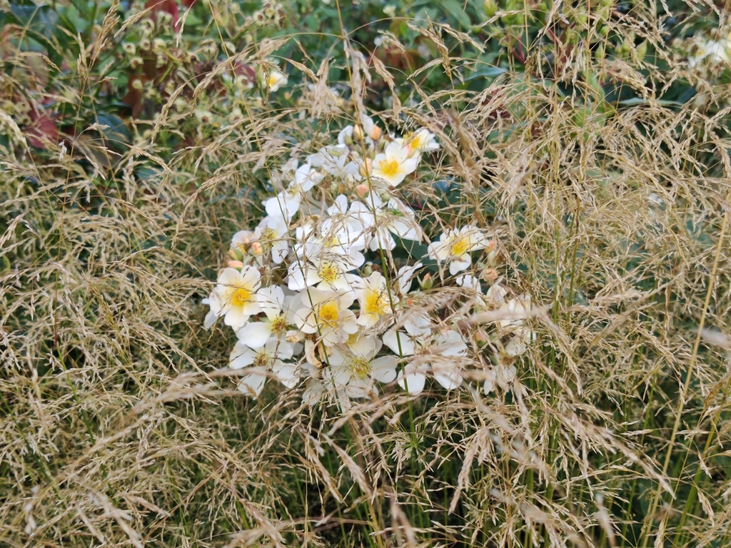 Deschampsia cespitosa 'Goldtau' + Rosalita