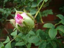 R. roxburghii plena
