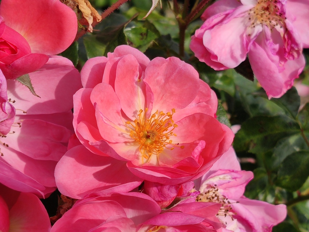 Finn's Rose