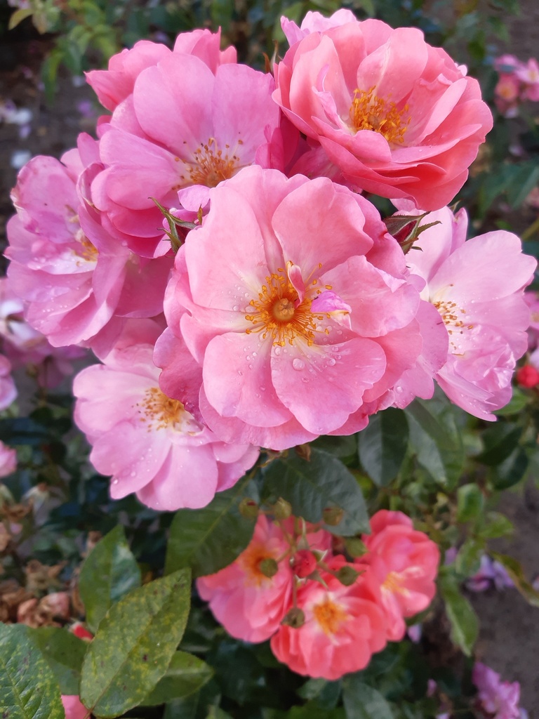 Finn's Rose