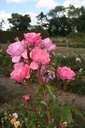 Finn's Rose