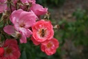 Finn's Rose