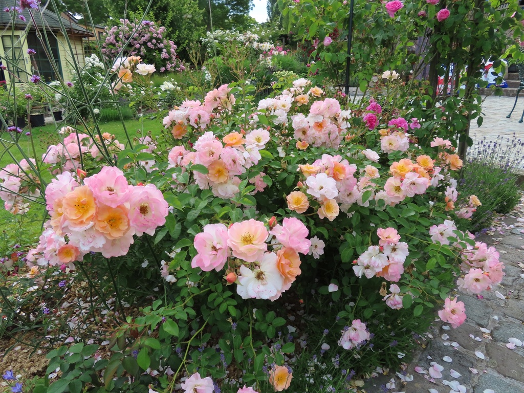 Rose of Hope