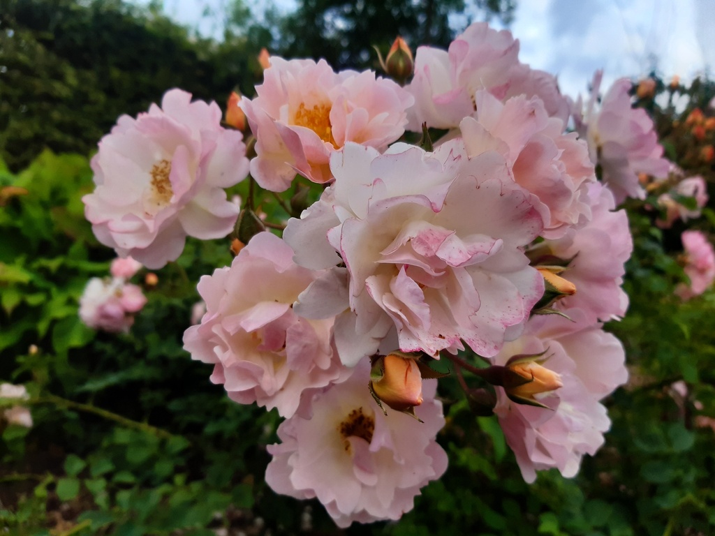 Rose of Hope