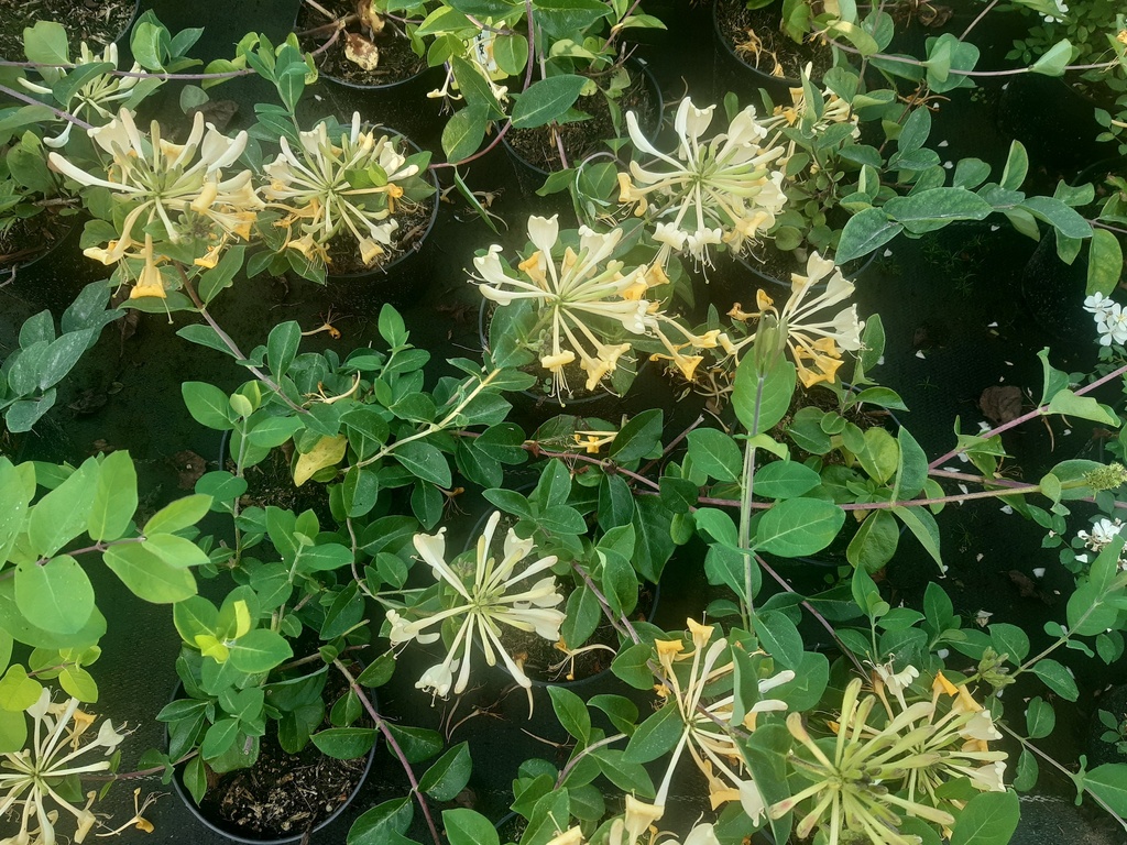 Lonicera periclymenum 'Graham Thomas'