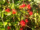 Lonicera periclymenum 'Graham Thomas'