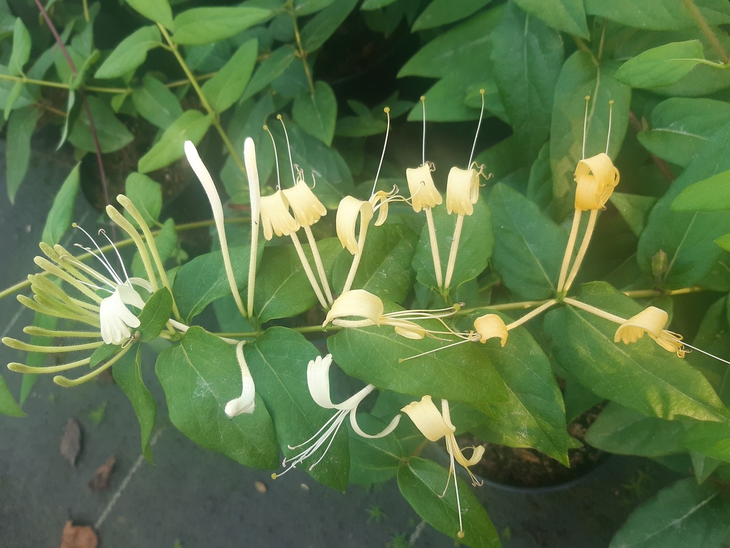 Lonicera similis var. delavayi