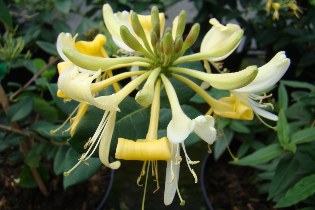 Lonicera periclymenum 'Graham Thomas'