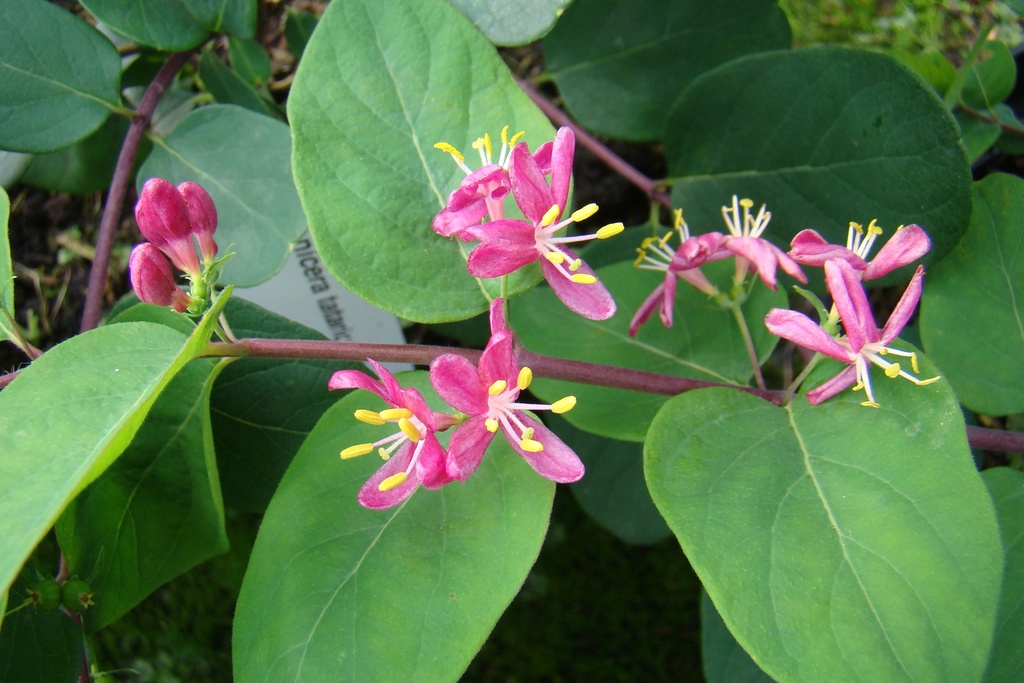 Lonicera tatarica 'Hack's Red'