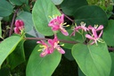 Lonicera tatarica 'Hack's Red'