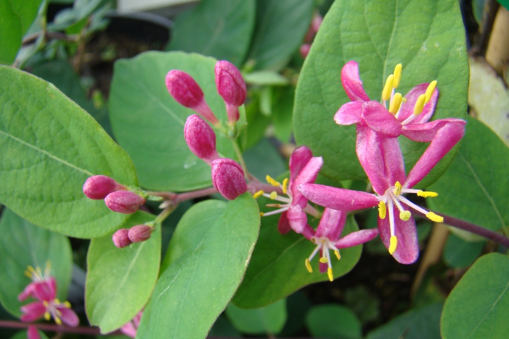 Lonicera tatarica 'Hack's Red'