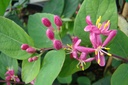 Lonicera tatarica 'Hack's Red'