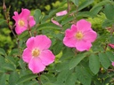 R. pendulina 'Harstad'