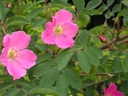 R. pendulina 'Harstad'