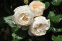 Uetersener Klosterrose