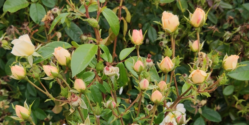 Machera