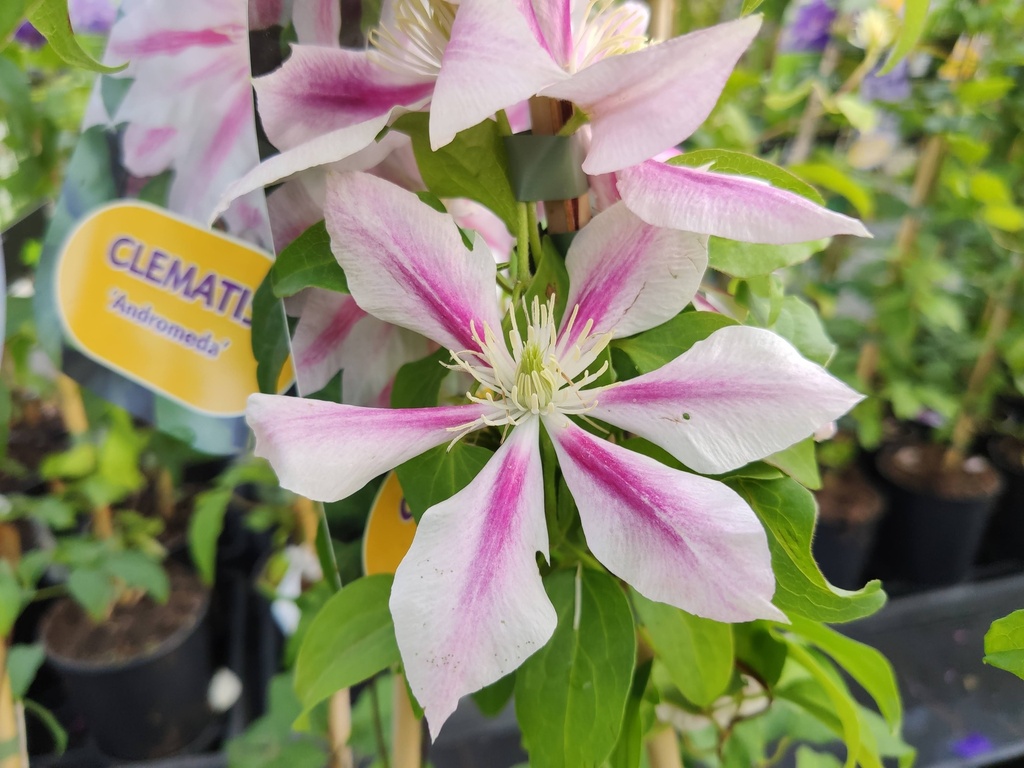 Clematis 'Andromeda'