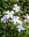 Clematis 'Prince Charles'