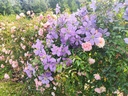 Clematis 'Prince Charles'