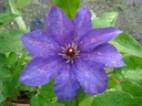 Clematis 'The President'