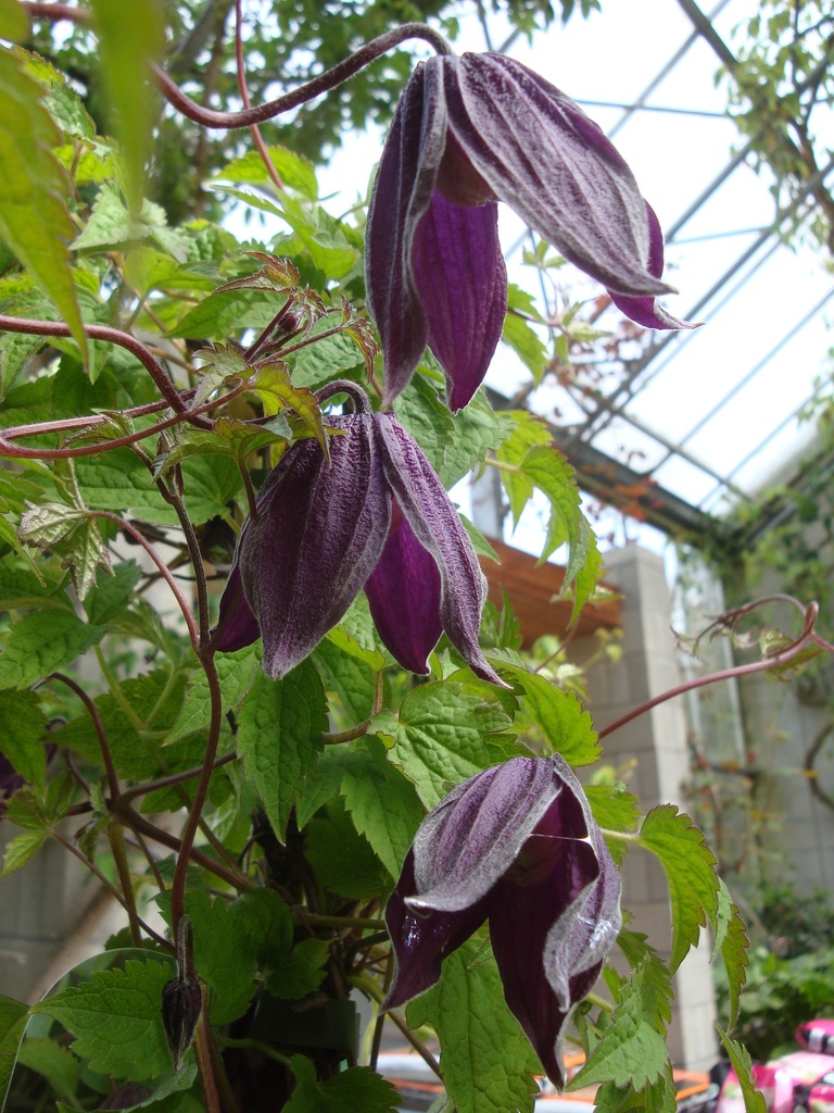 Clematis alpina 'Brunette'