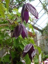 Clematis alpina 'Brunette'