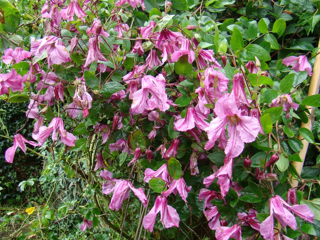 Clematis diversifolia 'Aljonushka'