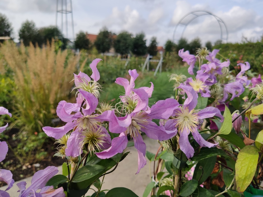Clematis diversifolia 'East River'