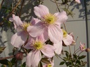 Clematis montana 'Rubens'