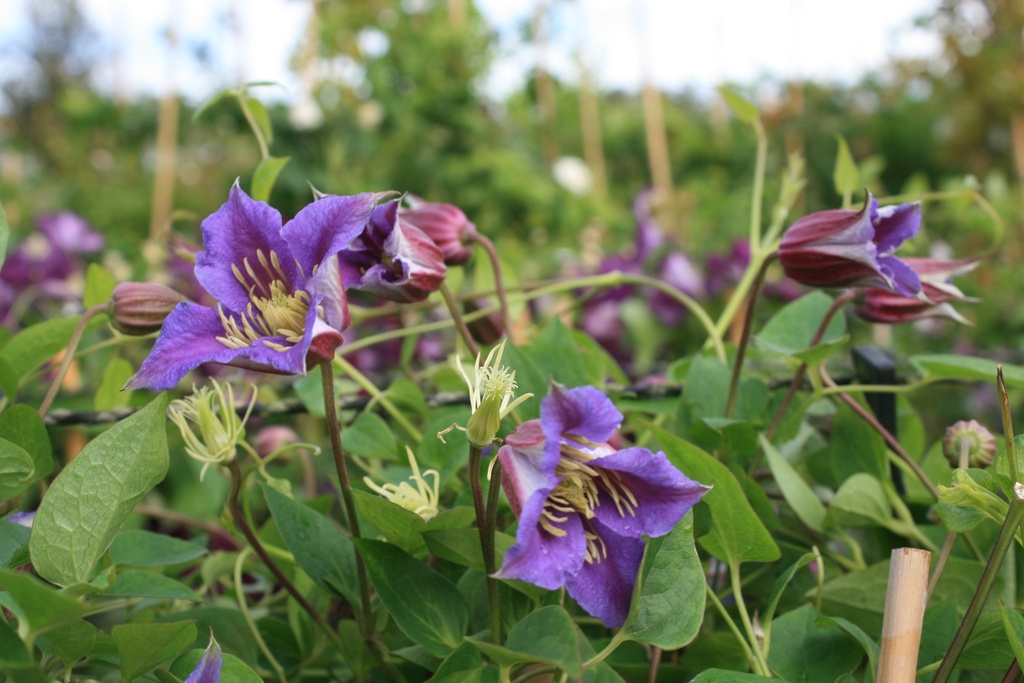 Clematis texensis 'Prince William'