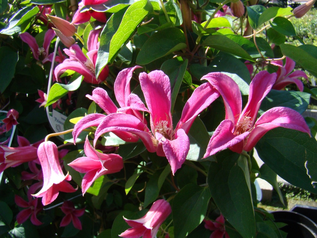 Clematis texensis 'Princess Diana'