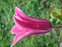 Clematis texensis 'Princess Diana'
