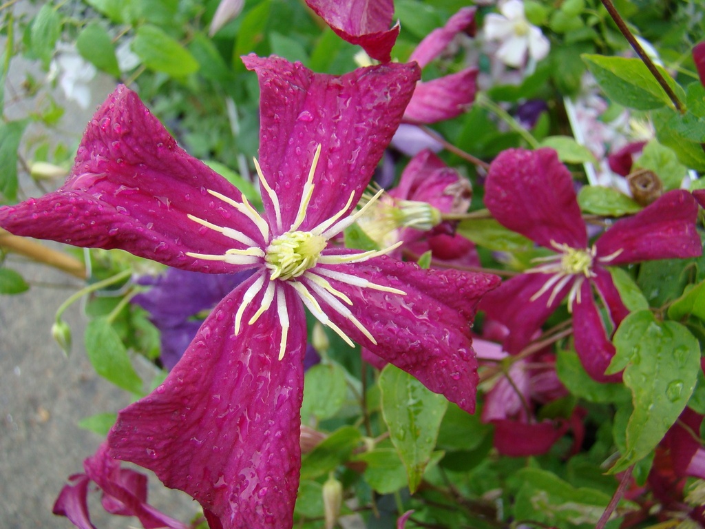 Clematis viticella 'Mme Julia Correvon'
