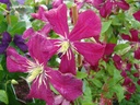 Clematis viticella 'Mme Julia Correvon'