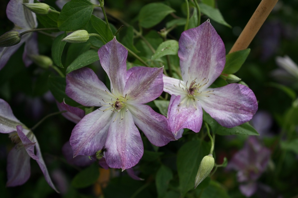Clematis viticella 'Pernille'