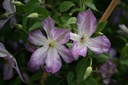 Clematis viticella 'Pernille'