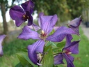 Clematis viticella 'Polish Spirit'