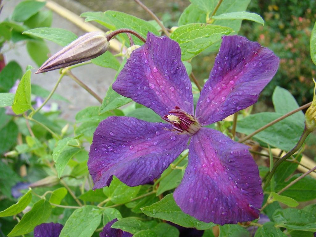 Clematis viticella 'Polish Spirit'