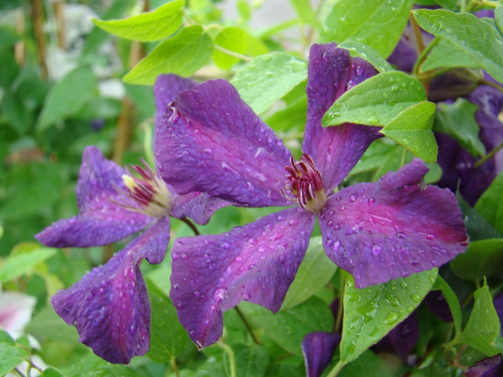 Clematis viticella 'Polish Spirit'
