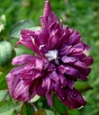 Clematis viticella 'Purpurea Plena Elegans'