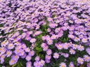 Aster dumosus 'Prof. Anton Kippenberg'