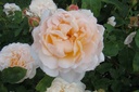 The Lady Gardener